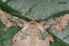 Krananda semihyalina