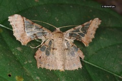 Krananda semihyalina