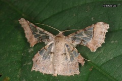 Krananda semihyalina