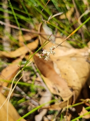 Platysace heterophylla heterophylla