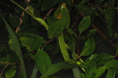 Trimeresurus erythrurus