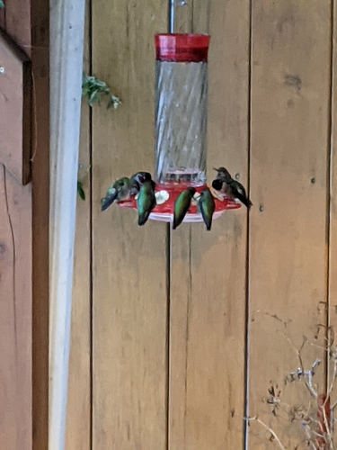 Anna's Hummingbird photographed in Oregon