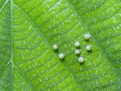 Colobura dirce dirce