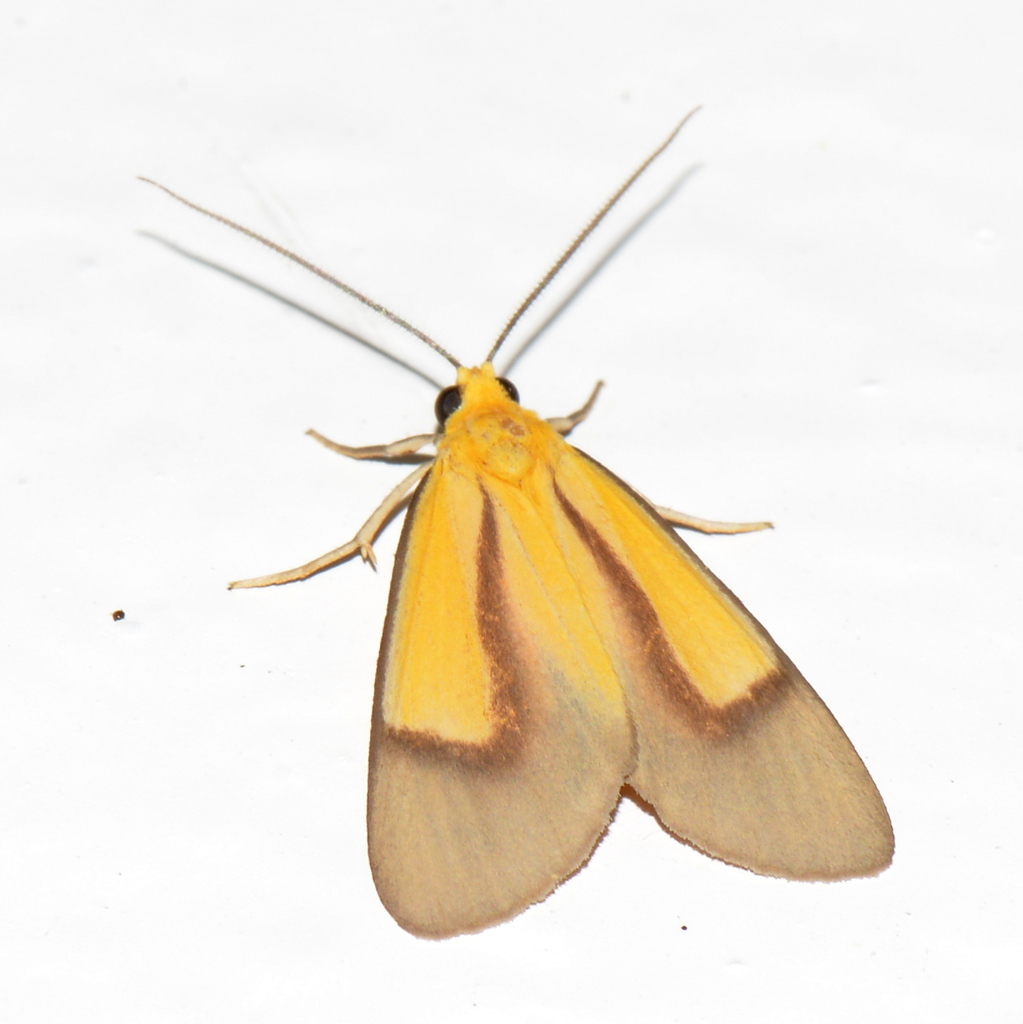 Oricia truncata