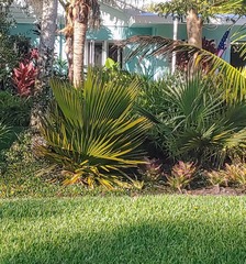 Copernicia macroglossa