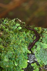 Chiropterotriton orculus