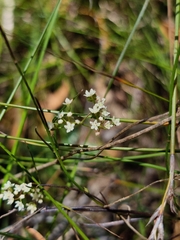 Platysace heterophylla