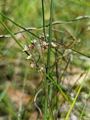 Platysace heterophylla