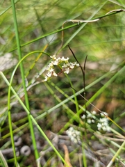 Platysace heterophylla