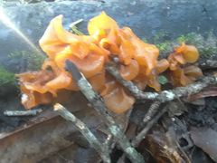 Phaeotremella foliacea image