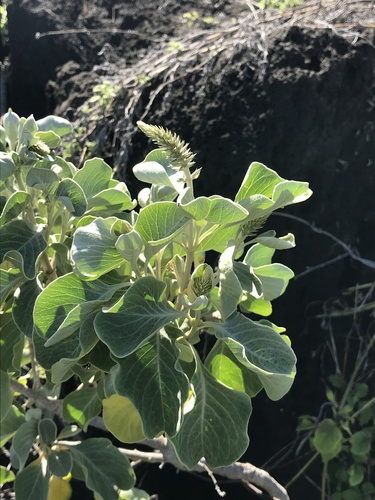 Achyranthes splendens