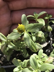 Lipochaeta integrifolia