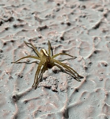 Neoctenus