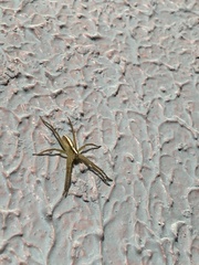 Neoctenus