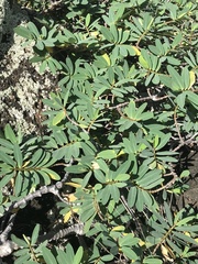 Euphorbia celastroides kaenana