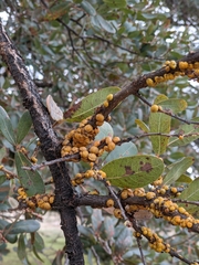 Cerococcus quercus