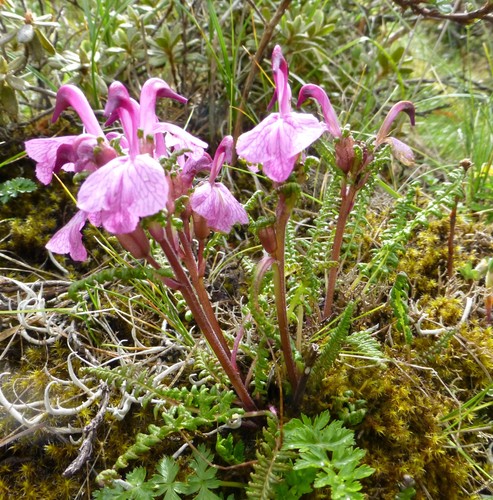 Pedicularis wallichii