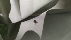 Eudiagogus episcopalis