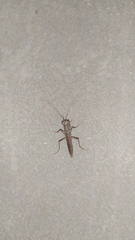 Mantoida