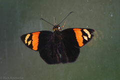 Entheus matho aequatorius