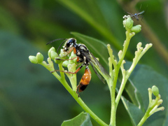 Sphex dorsalis