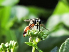 Sphex dorsalis