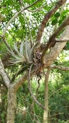 Tillandsia recurvifolia