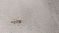 Mantoida