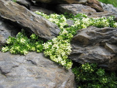 Galium megalospermum