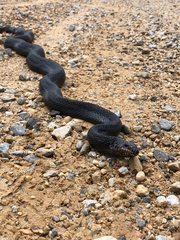 Pituophis melanoleucus lodingi