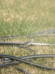 Setophaga coronata