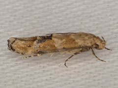 Mompha stellella
