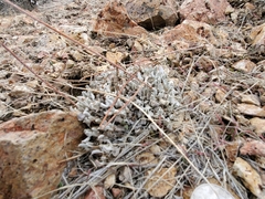 Eriogonum crosbyae