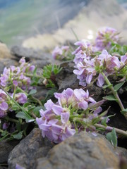 Noccaea corymbosa