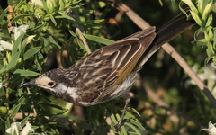 Purnella albifrons