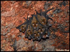Hipposideros lankadiva