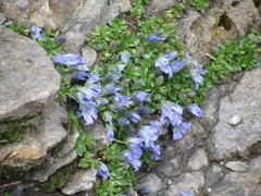 Campanula cenisia