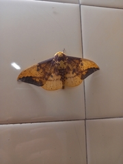 Eacles imperialis