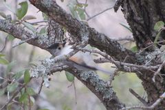 Baeolophus bicolor × atricristatus