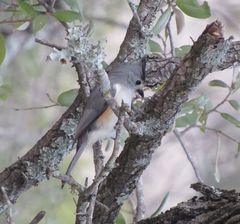 Baeolophus bicolor × atricristatus