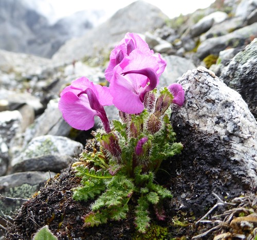 Pedicularis daltonii