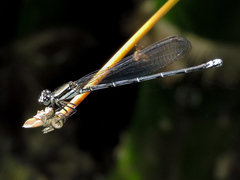 Argia tezpi