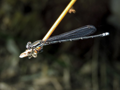 Argia tezpi