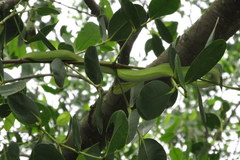 Trimeresurus erythrurus