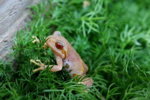 Pacific chorus frog photographed in Washington