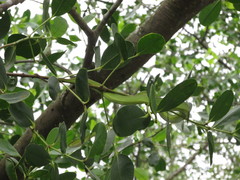 Trimeresurus erythrurus