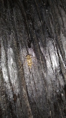 Oedopeza ocellator