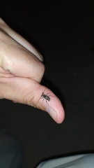 Oedopeza ocellator