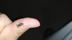 Oedopeza ocellator
