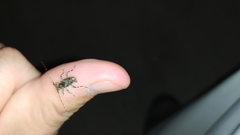 Oedopeza ocellator